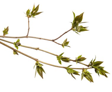 Yeşil yapraklı bir leylak çalısı parçası. beyaz arkaplanda