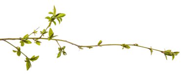 Taze yapraklı kiraz eriği dalı. beyaz arkaplanda izole