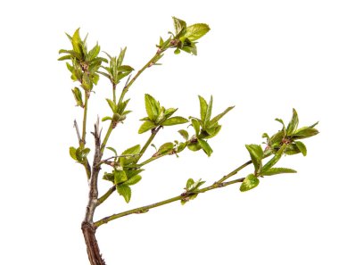 Taze yapraklı kiraz eriği dalı. beyaz arkaplanda izole