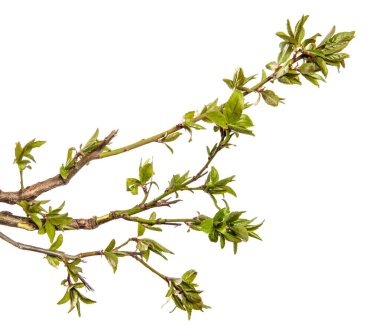 Taze yapraklı kiraz eriği dalı. beyaz arkaplanda izole