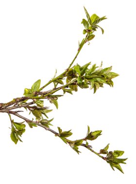 Taze yapraklı kiraz eriği dalı. beyaz arkaplanda izole