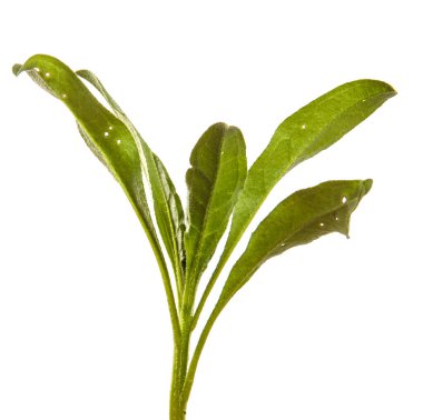 Yeni Belçika makinesinin taze filizleri. beyaz arkaplanda yeşil yapraklar