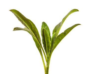 Yeni Belçika makinesinin taze filizleri. beyaz arkaplanda yeşil yapraklar