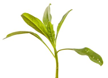 Yeni Belçika makinesinin taze filizleri. beyaz arkaplanda yeşil yapraklar