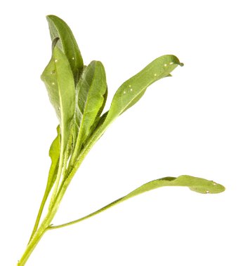 Yeni Belçika makinesinin taze filizleri. beyaz arkaplanda yeşil yapraklar