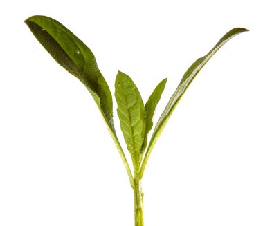 Yeni Belçika makinesinin taze filizleri. beyaz arkaplanda yeşil yapraklar