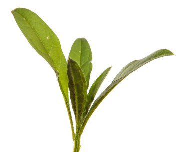 Yeni Belçika makinesinin taze filizleri. beyaz arkaplanda yeşil yapraklar