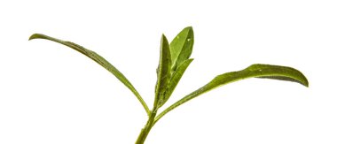 Yeni Belçika makinesinin taze filizleri. beyaz arkaplanda yeşil yapraklar