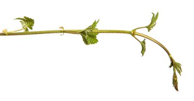 Beyaz arkaplanda yeşil hop yaprakları