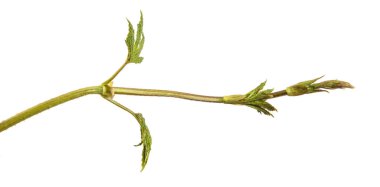 Beyaz arkaplanda yeşil hop yaprakları