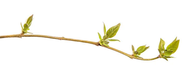 Fragment Branch Lilac Bush Green Young Leaves White Background — Stock Photo, Image