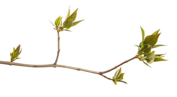 Fragmento Ramo Arbusto Cor Lilás Com Folhas Jovens Verdes Sobre — Fotografia de Stock