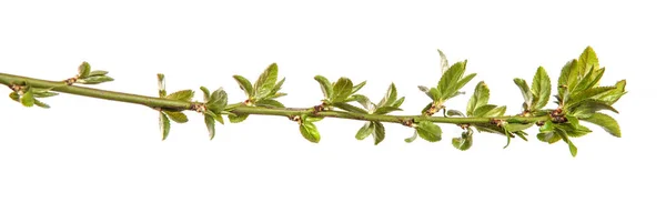 Branche Prune Cerise Aux Jeunes Feuilles Isolé Sur Fond Blanc — Photo