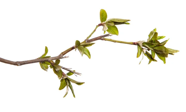 Kirschpflaumenzweig Mit Jungen Blättern Isoliert Auf Weißem Hintergrund — Stockfoto