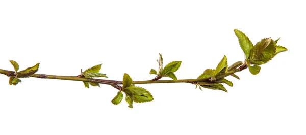 Branche Prune Cerise Aux Jeunes Feuilles Isolé Sur Fond Blanc — Photo