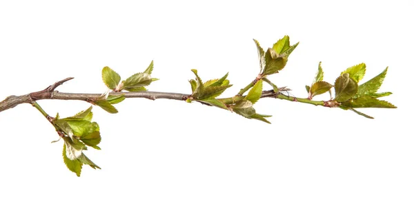 若い葉を持つ桜梅の枝 白い背景に隔離され — ストック写真