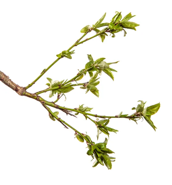 Kirschpflaumenzweig Mit Jungen Blättern Isoliert Auf Weißem Hintergrund — Stockfoto