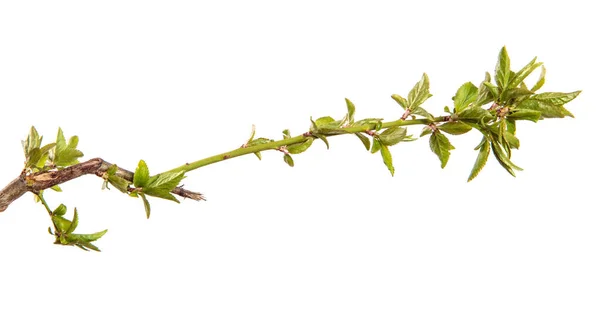 Branche Prune Cerise Aux Jeunes Feuilles Isolé Sur Fond Blanc — Photo