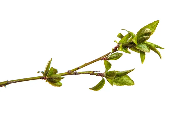 Branche Prune Cerise Aux Jeunes Feuilles Isolé Sur Fond Blanc — Photo