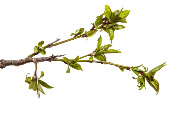 Cherry Plum Branch Young Leaves Isolated White Background — Stock Photo, Image