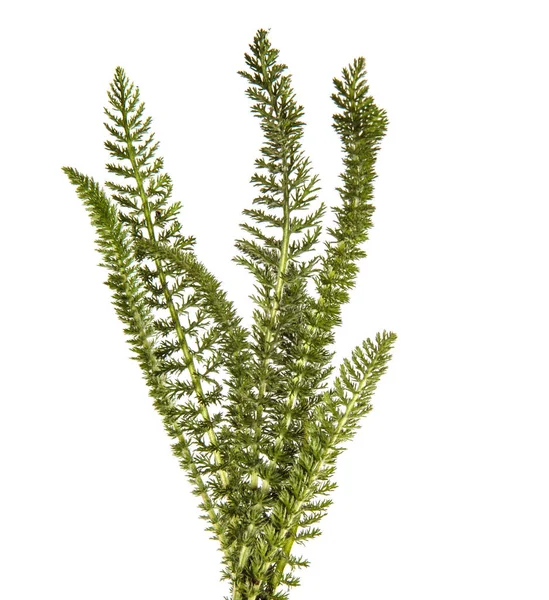 Junge Grüne Blätter Einer Pflanze Auf Weißem Hintergrund — Stockfoto