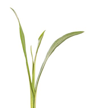 Yeni Belçika makinesinin taze filizleri. beyaz arkaplanda yeşil yapraklar