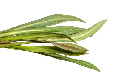 Yeni Belçika makinesinin taze filizleri. beyaz arkaplanda yeşil yapraklar