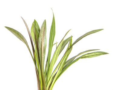 Yeni Belçika makinesinin taze filizleri. beyaz arkaplanda yeşil yapraklar