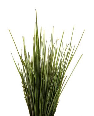 Bir demet yeşil çimen. beyaz arkaplanda izole