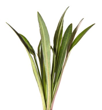 Yeni Belçika makinesinin taze filizleri. beyaz arkaplanda yeşil yapraklar