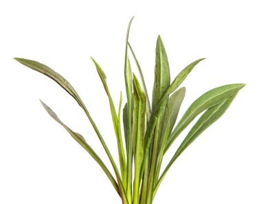 Yeni Belçika makinesinin taze filizleri. beyaz arkaplanda yeşil yapraklar