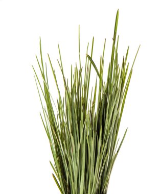 Bir demet yeşil çimen. beyaz arkaplanda izole