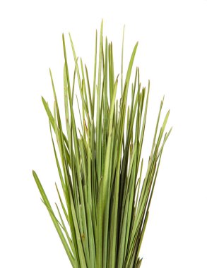 Bir demet yeşil çimen. beyaz arkaplanda izole