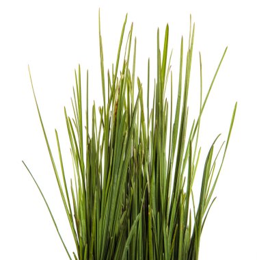 Bir demet yeşil çimen. beyaz arkaplanda izole