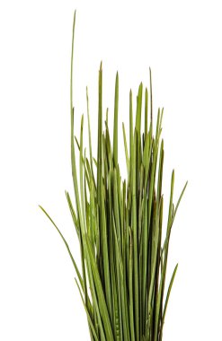 Bir demet yeşil çimen. beyaz arkaplanda izole