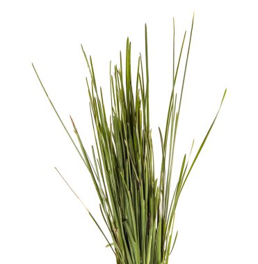 Bir demet yeşil çimen. beyaz arkaplanda izole