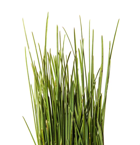 Een Bos Groene Bladeren Van Gras Geïsoleerd Witte Achtergrond — Stockfoto