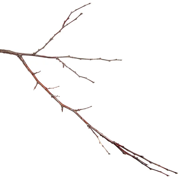 杏树干枯的枝干 在白色背景下隔离 — 图库照片