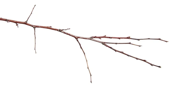 Torr Gren Ett Aprikosträd Isolerad Vit Bakgrund — Stockfoto