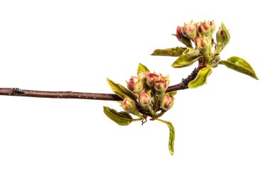 Beyaz arka planda taze yeşil yaprakları ve çiçek açan armut dalları.
