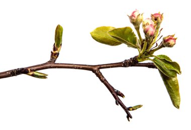Beyaz arka planda taze yeşil yaprakları ve çiçek açan armut dalları.