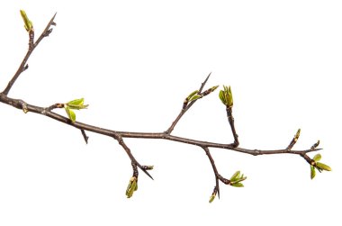 Beyaz arka planda genç yeşil yapraklı armut ağacı dalı