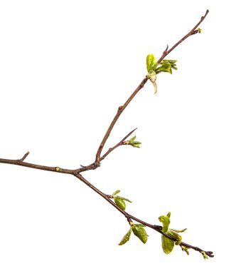 Beyaz arka planda genç yeşil yapraklı armut ağacı dalı