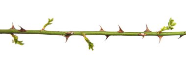 Dikenli gül ağacı beyaz bir arkaplanda izole edilmiş.