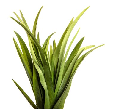 Beyaz arka planda genç yeşil yapraklar