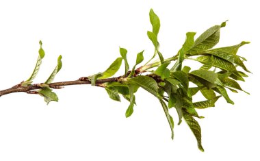 Yeşil yapraklı kiraz ağacı dalı. beyaz arkaplanda izole