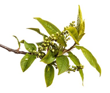 Yeşil yapraklı kiraz ağacı dalı. beyaz arkaplanda izole