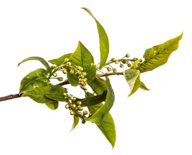 Yeşil yapraklı kiraz ağacı dalı. beyaz arkaplanda izole