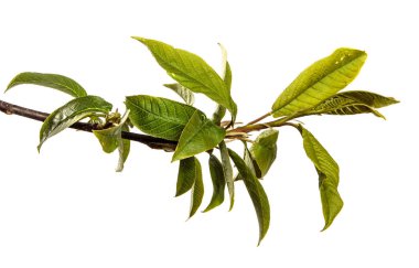 Yeşil yapraklı kiraz ağacı dalı. beyaz arkaplanda izole