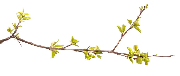 Pear Tree Branch Young Green Leaves Isolated White Background — Stock Photo, Image